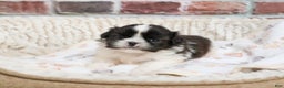Shih Tzu dogs for sale: Aztec - Ad 7