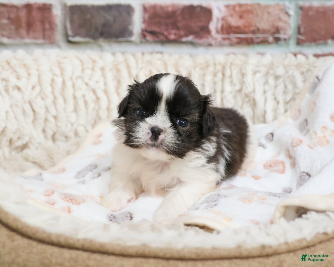 Shih Tzu dogs for sale: Aztec - Ad 7