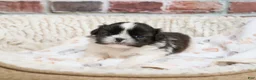 Shih Tzu dogs for sale: Aztec - Ad 14