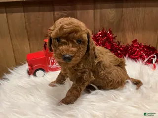 Toy Poodle dogs Toy Poodle Puppy 1 - Ad 28