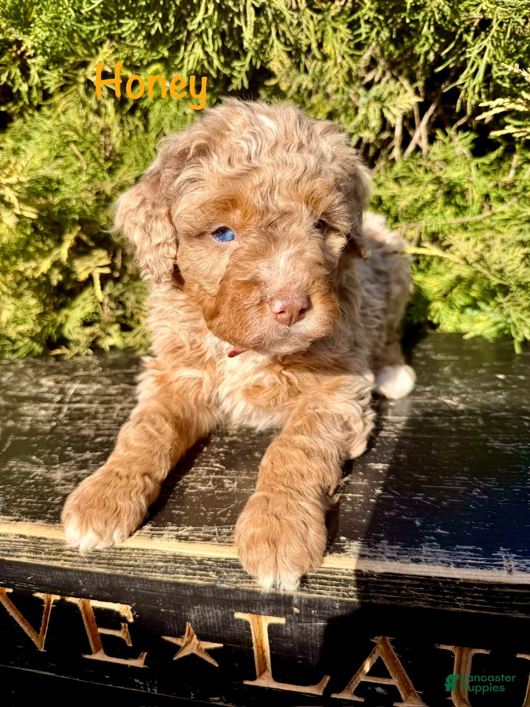 Bernedoodle dogs for sale: Honey - Ad 1