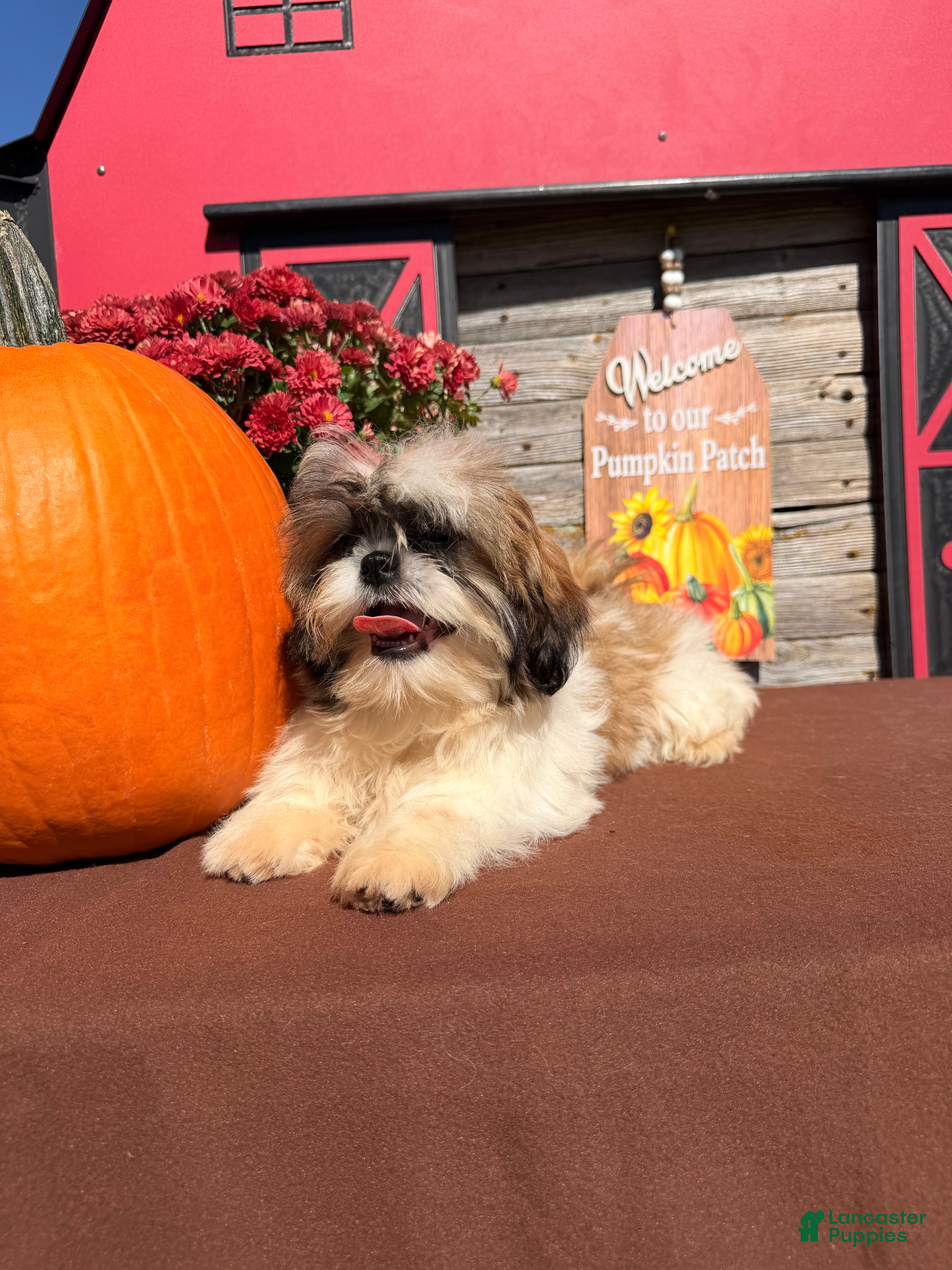 Shih Tzu dogs Queenie Shih Tzu  - Ad 2