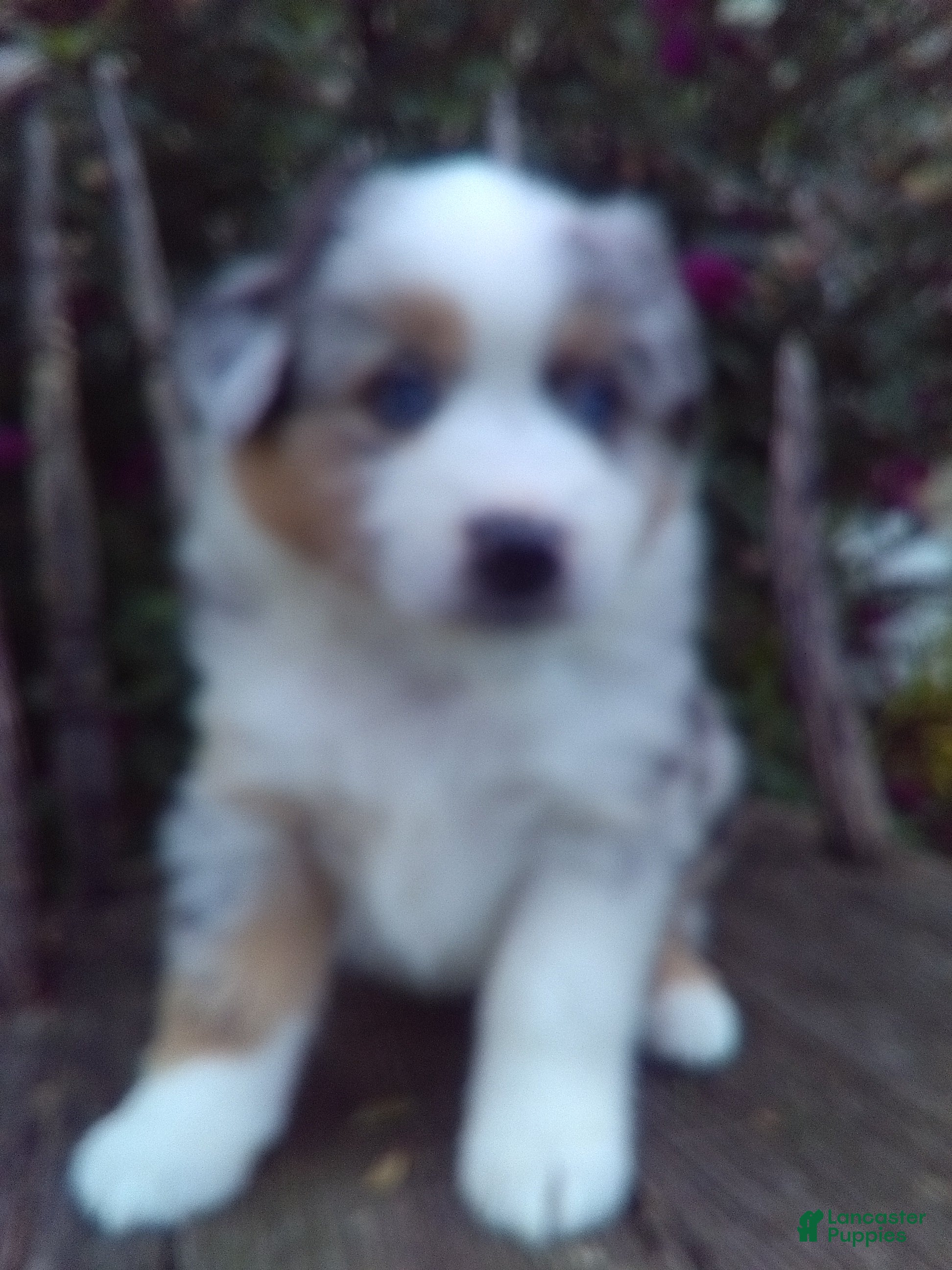 Miniature Australian Shepherd dogs Augest - Ad 1