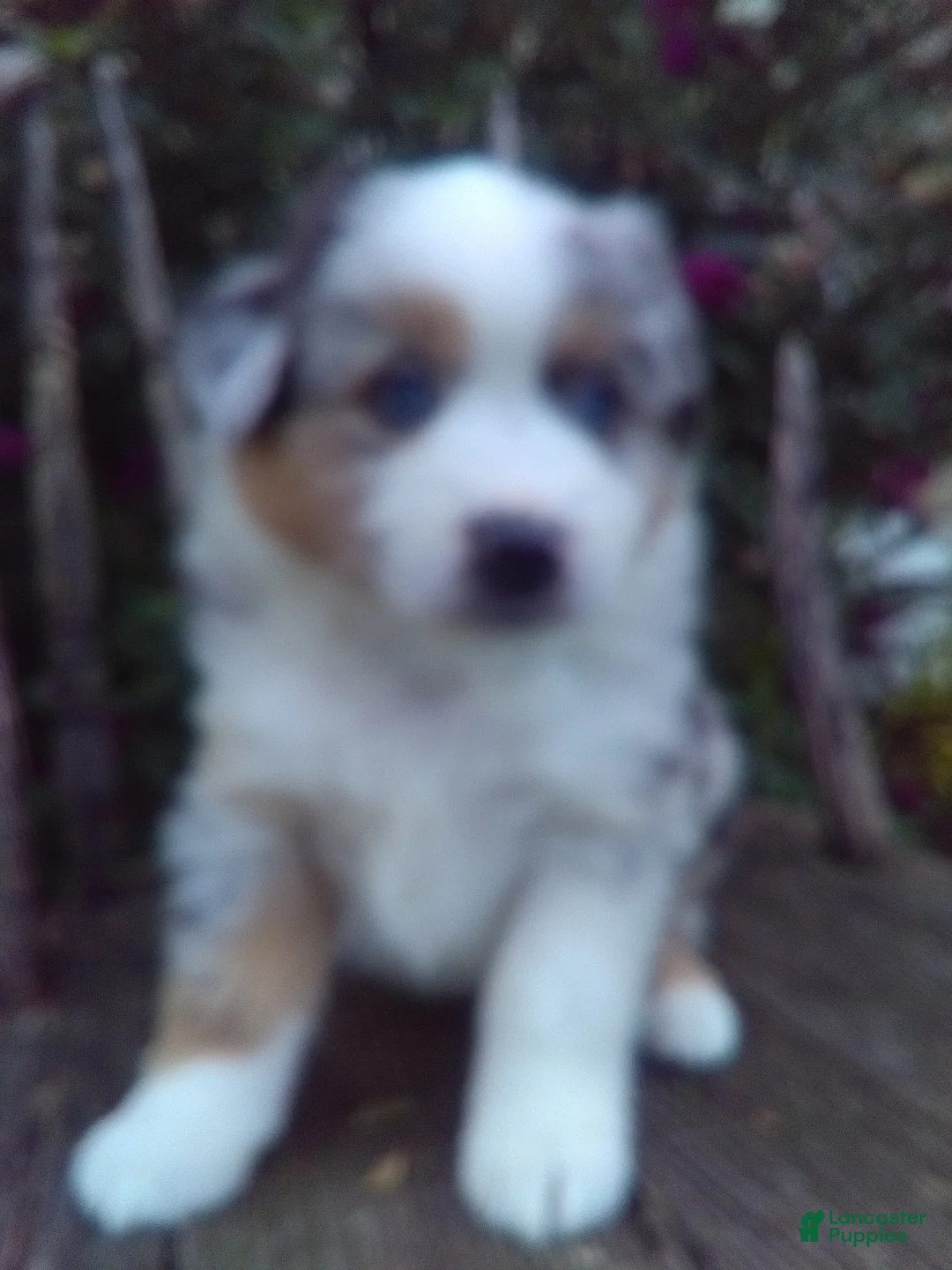 Miniature Australian Shepherd dogs for sale: Augest - Ad 1