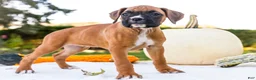 Boxer dogs for sale: Nugget Boxer - Ad 6