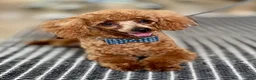Toy Poodle dogs for sale: Toy Poodle 1 - Ad 3