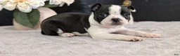 Boston Terrier dogs for sale: Mason - Ad 9
