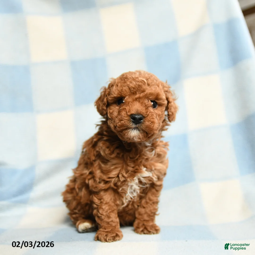 Toy Poodle dogs for sale: Slugger - Ad 4