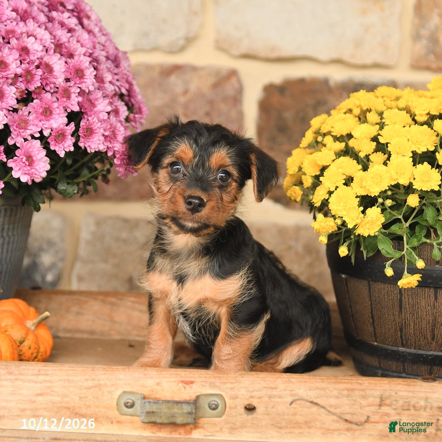 Shorkie dogs Asher - Ad 1