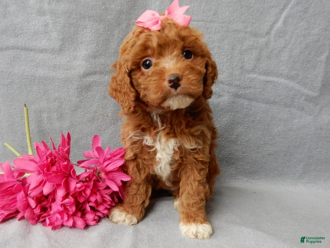 Cavapoo dogs for sale: Eliza - Ad 3