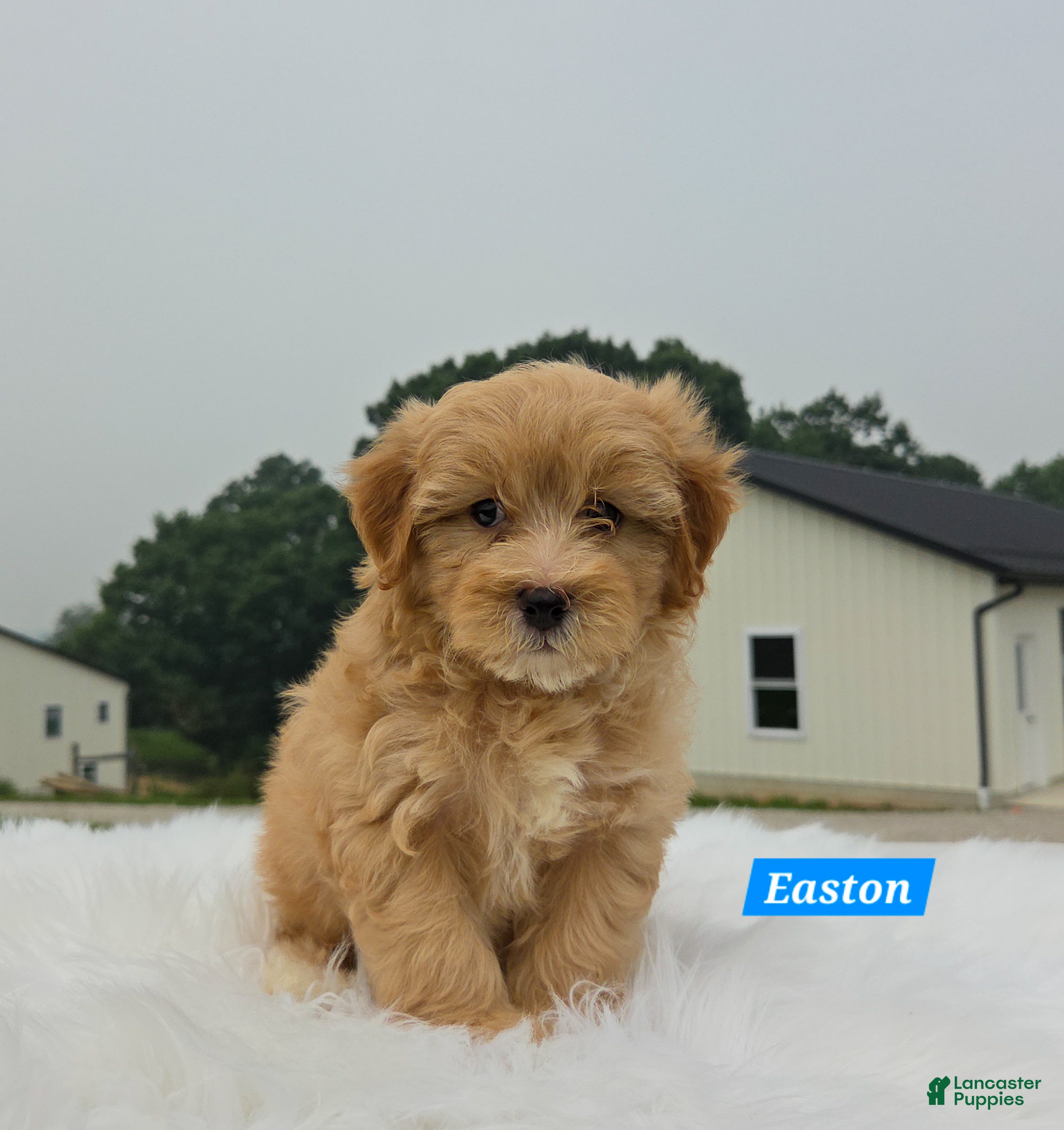Maltipoo dogs Easton - Ad 2