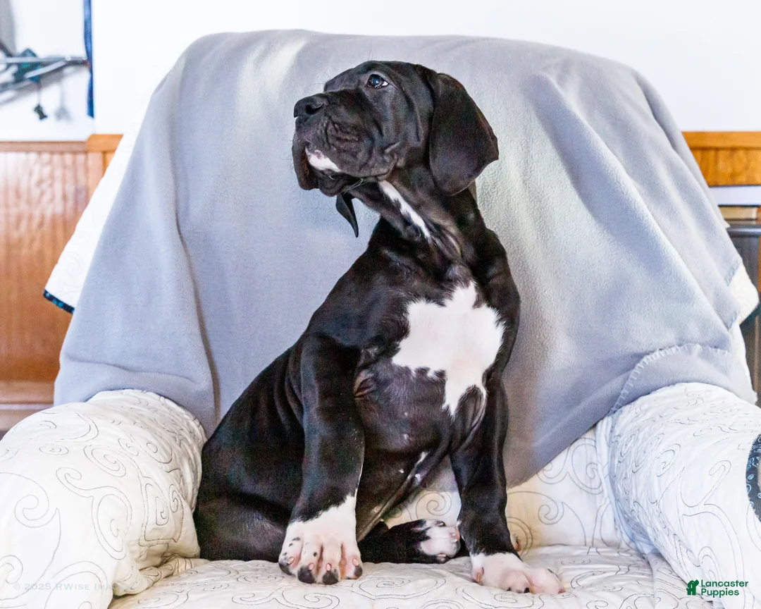 Great Dane dogs for sale: Noel - Ad 6