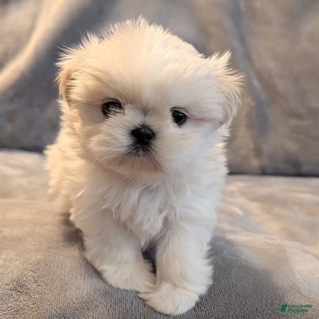 Shih Tzu dogs for sale: Sparrow - Ad 4