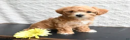 Mixed Breed dogs for sale: Kit Kat - Ad 1