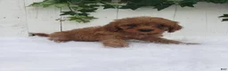 Cavapoo dogs for sale: Rex  - Ad 4