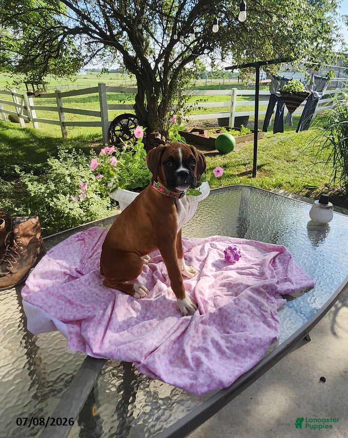 Boxer dogs Tessa - Ad 1