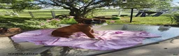 Boxer dogs for sale: Tessa - Ad 1