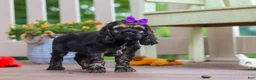 Cocker Spaniel dogs for sale: Lila - Ad 1
