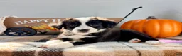 Border Collie dogs for sale: Pumpkin - Ad 3