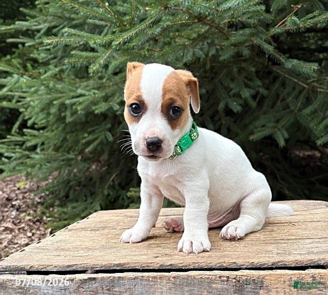 Jack Russell Terrier dogs Riley - Ad 2