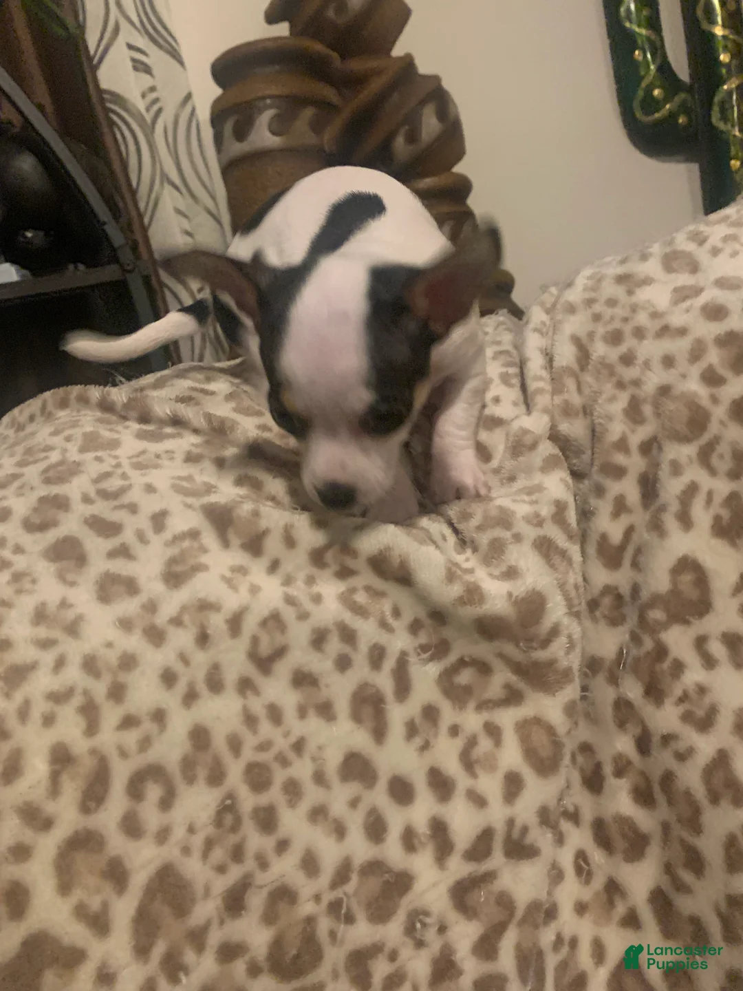 Chihuahua dogs for sale: Chihuahua Puppy 2 - Ad 2