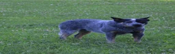 Australian Cattle Dog dogs for sale: Australian Cattle Dog 1 - Ad 5