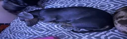 Miniature Dachshund dogs for sale: Maggie  - Ad 3
