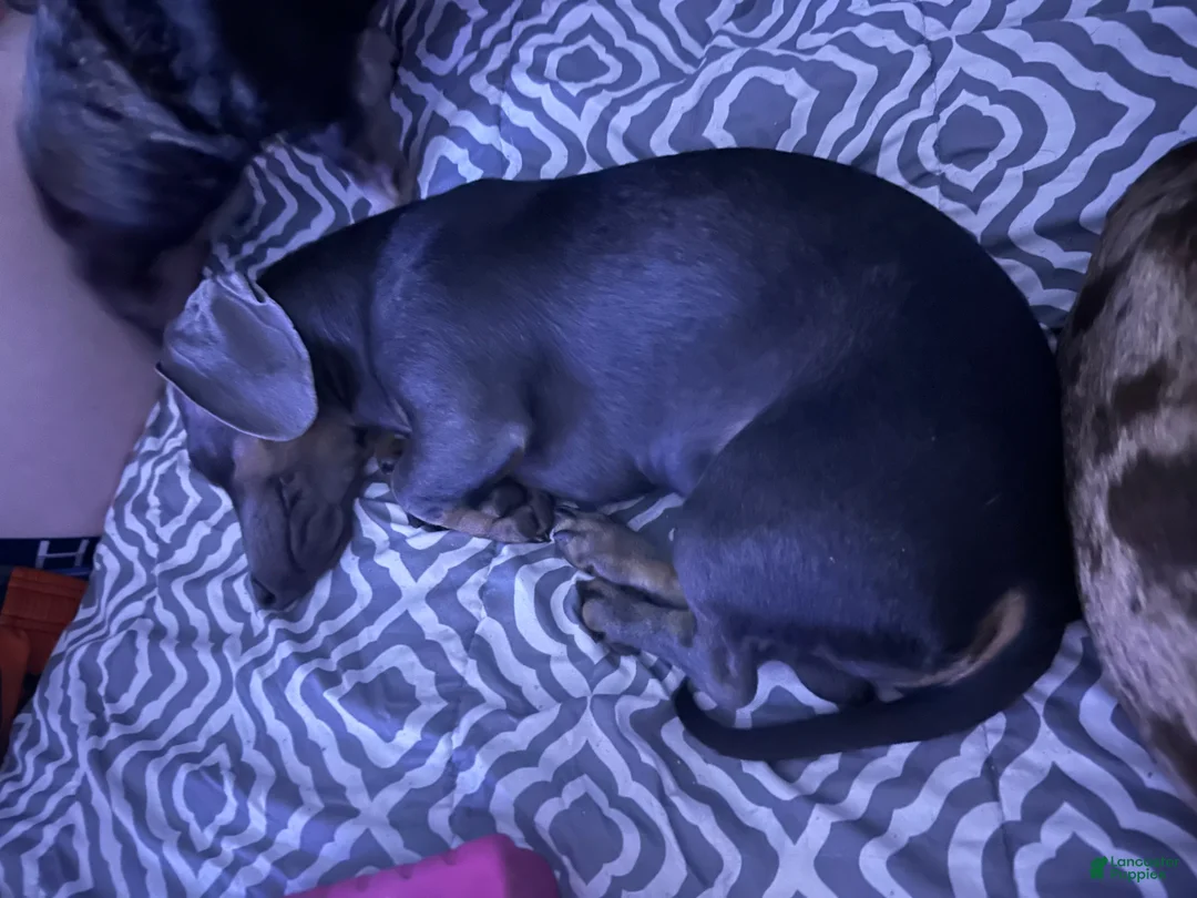 Miniature Dachshund dogs for sale: Pumpkin - Ad 2