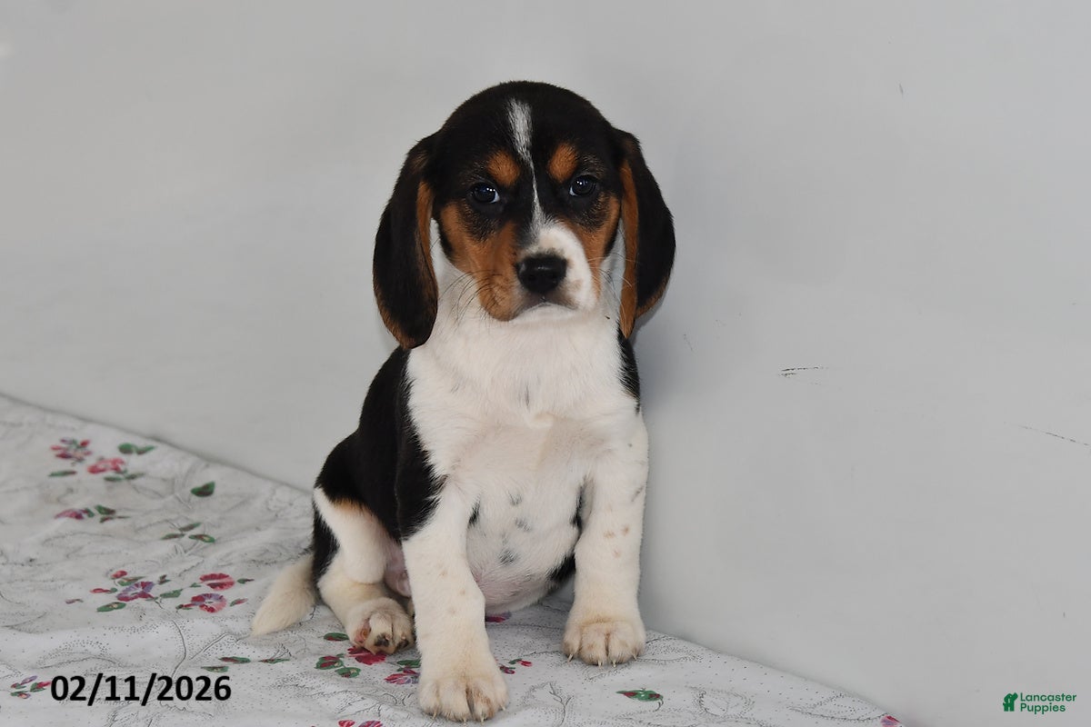 Beagle dogs Bentley - Ad 2