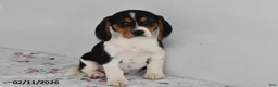 Beagle dogs for sale: Bentley - Ad 2
