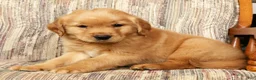 Golden Retriever dogs for sale: Teddy - Ad 2