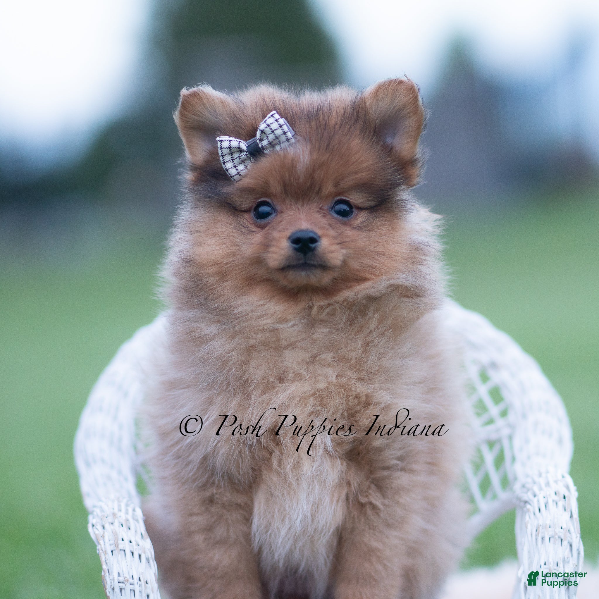 Pomeranian dogs Fuego - Ad 29
