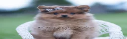 Pomeranian dogs for sale: Fuego - Ad 1