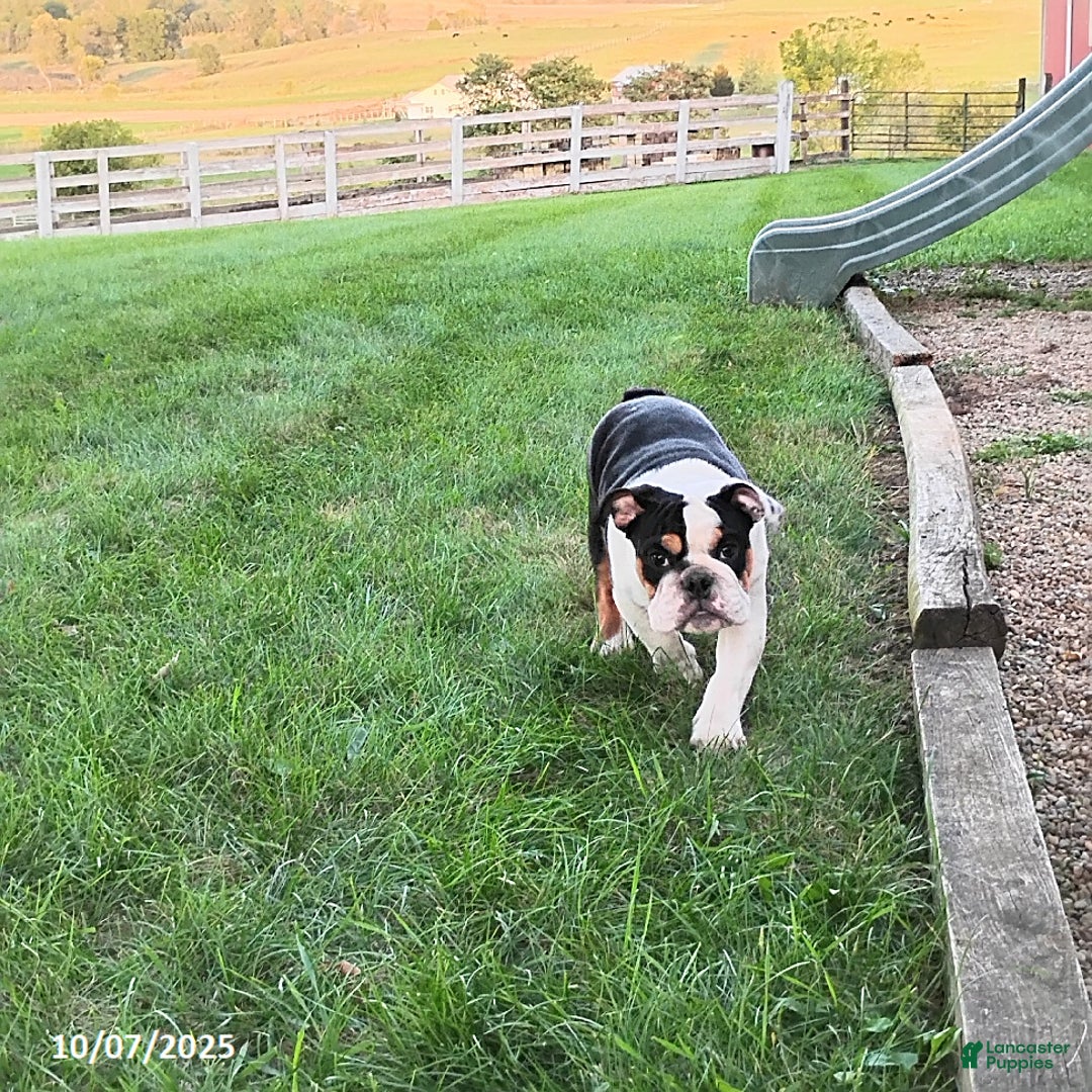 English Bulldog dogs for sale: Rival - Ad 2