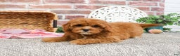 Cavapoo dogs for sale: Glory - Ad 8