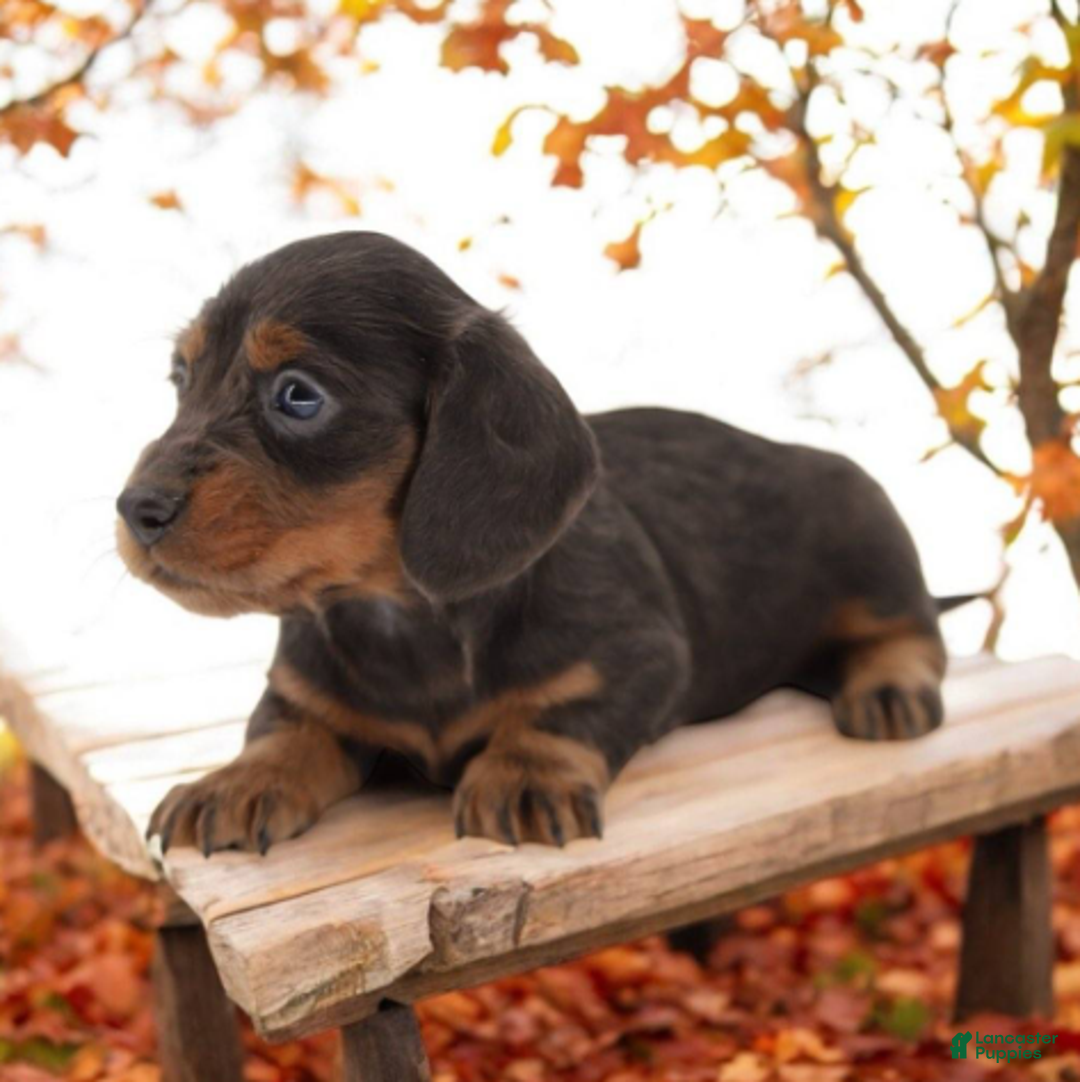 Miniature Dachshund dogs for sale: Fate/Fame M3 - Ad 3