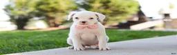 Boxer dogs for sale: Lexie - Ad 3