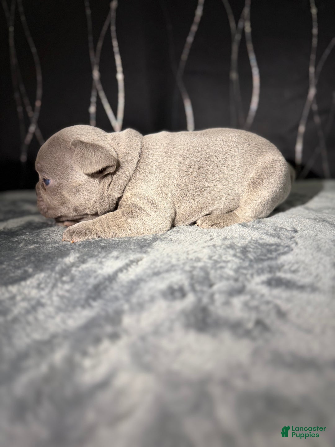French Bulldog dogs for sale: PHILLY  - Ad 3