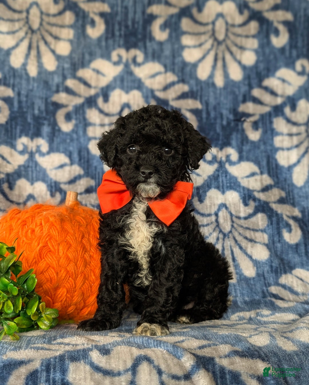 Miniature Poodle dogs for sale: Tayte - Ad 3