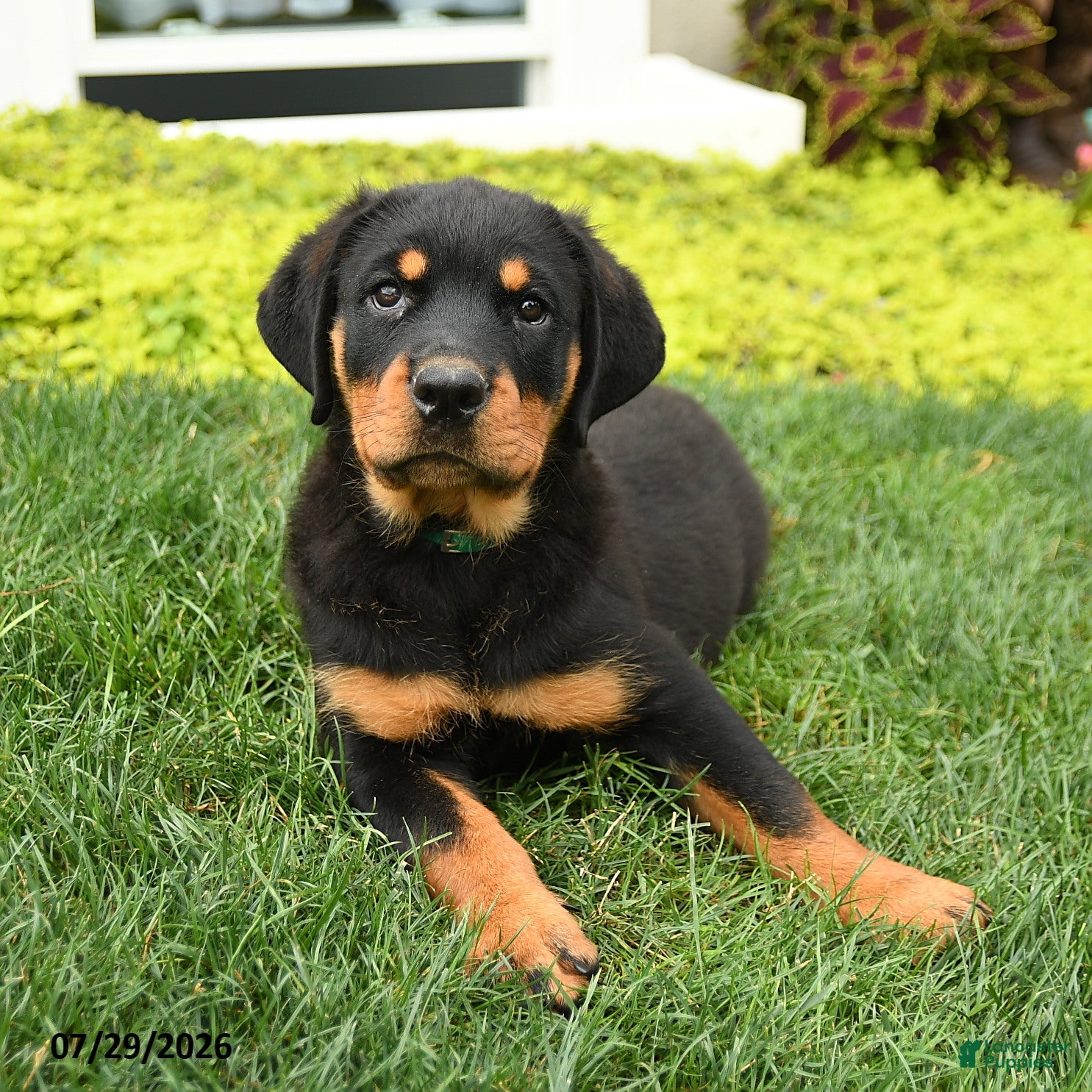 Rottweiler dogs Daisy - Ad 2