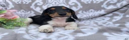Miniature Dachshund dogs for sale: Hazel - Ad 4
