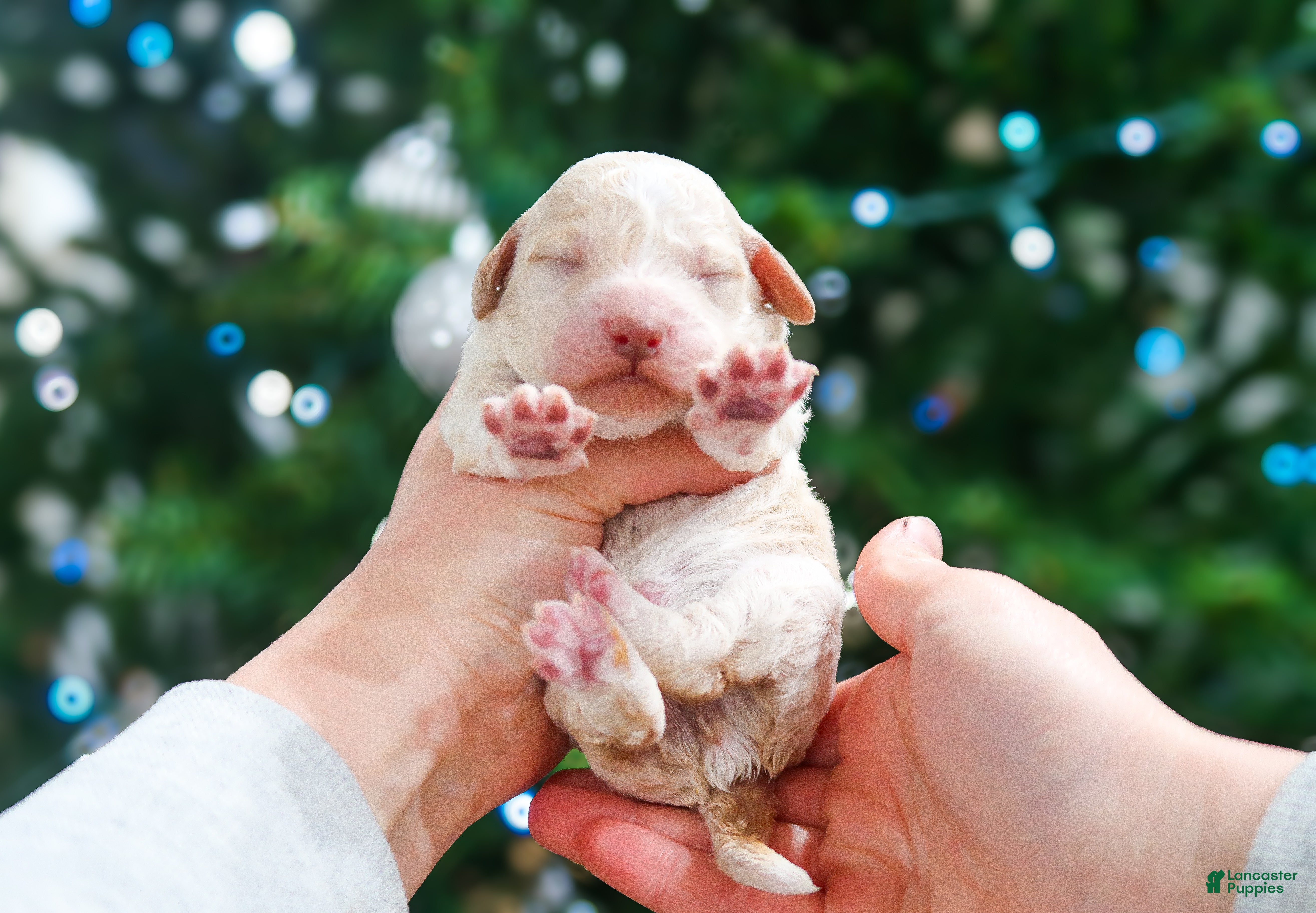 Lagotto Romagnolo dogs male 1 - Ad 10