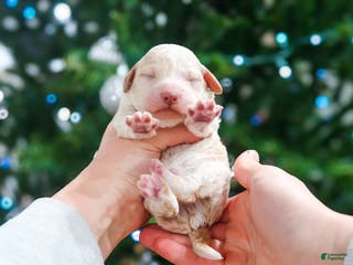 Lagotto Romagnolo dogs male 1 - Ad 10