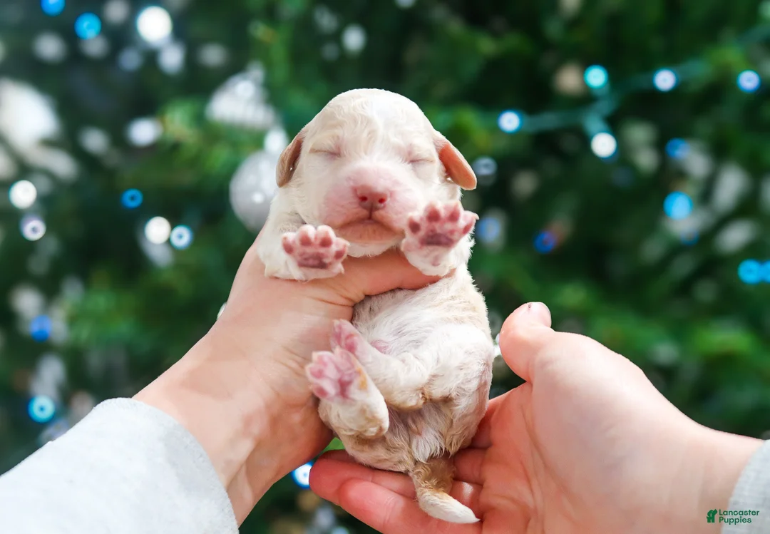 Lagotto Romagnolo dogs for sale: male 1 - Ad 1