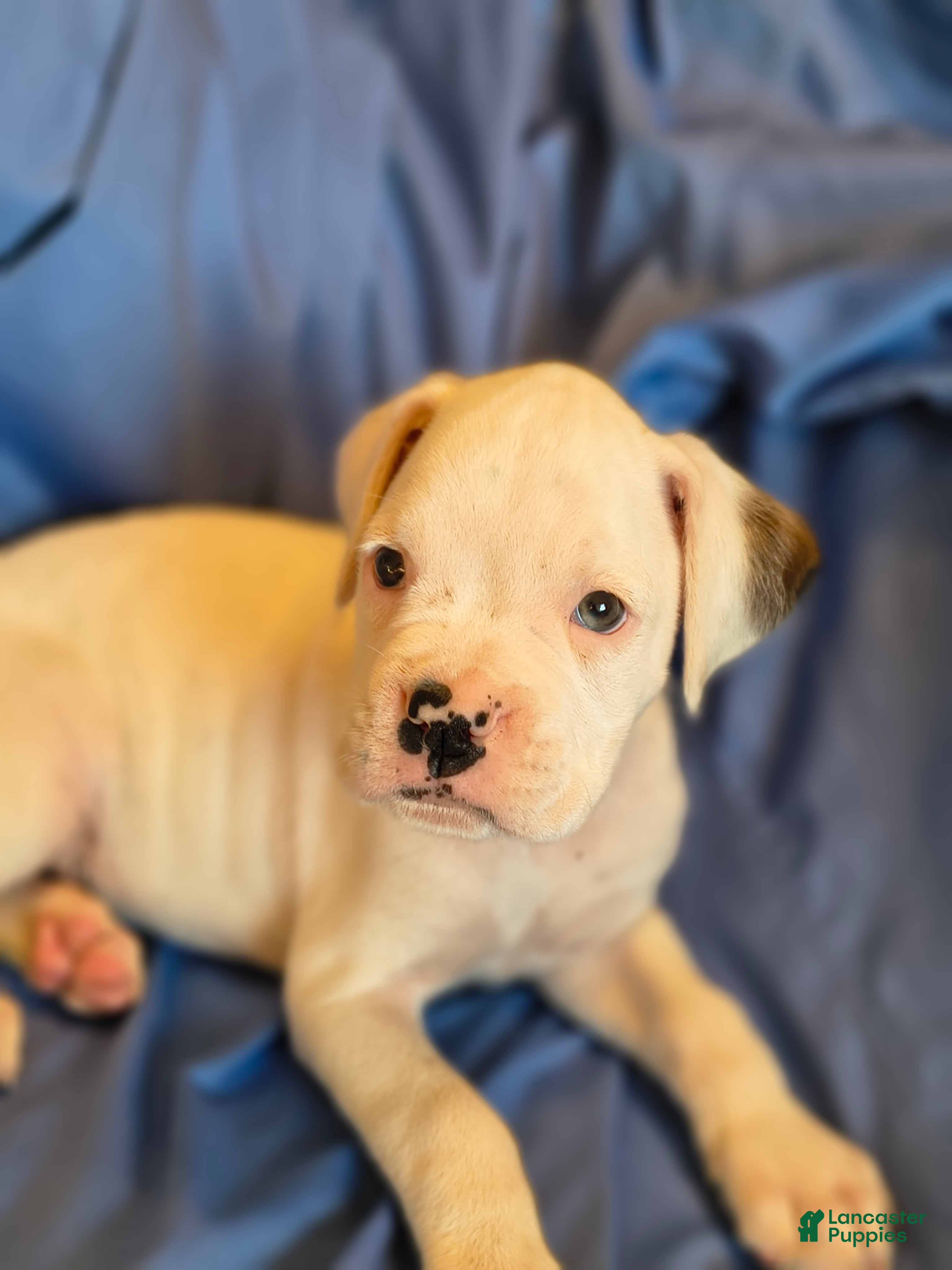 Boxer dogs Marsh Mallow - Ad 1
