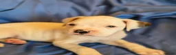Boxer dogs for sale: Peppermint - Ad 5