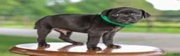 Mixed Breed dogs for sale: Yodel Jug Puppy - Ad 3