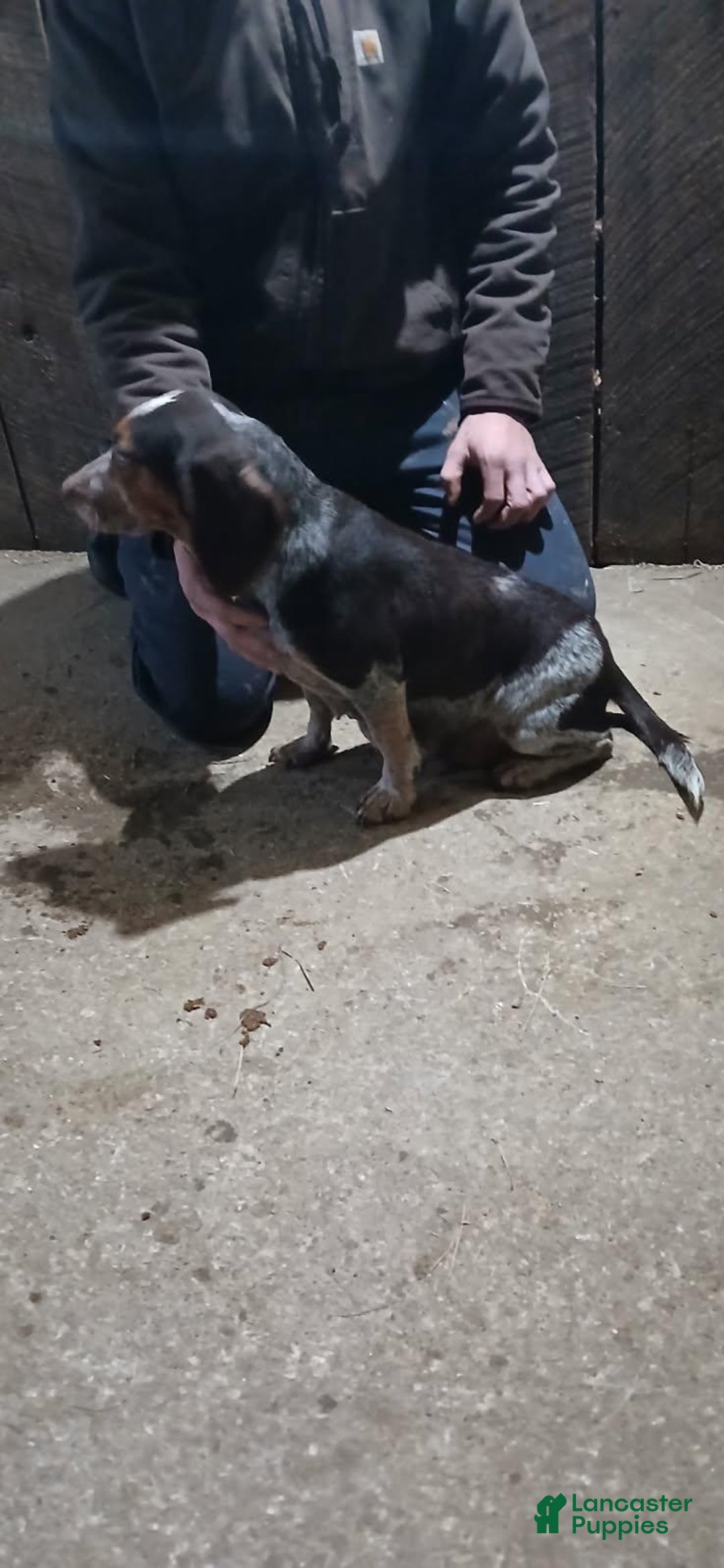 Beagle dogs for sale: Comet - Ad 6