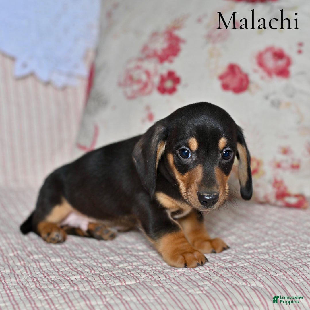 Miniature Dachshund dogs for sale: Malachi - Ad 5