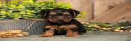Yorkshire Terrier dogs for sale: Freedom - Ad 1
